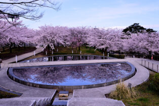 新潟お花見ワイン会　逆さ桜